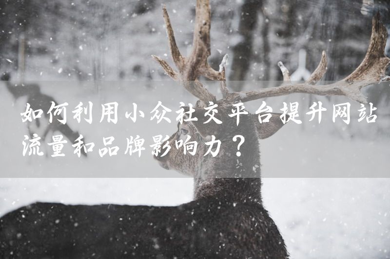 如何利用小众社交平台提升网站流量和品牌影响力？
